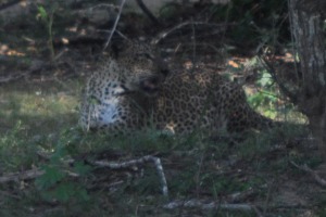 Leopard Pantera pardus kotika (Yala)