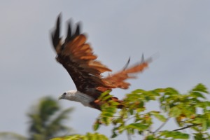Birds at Bentota River Eagle