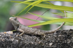 Reptiles of Sri Lanka