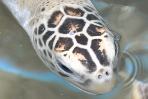 Turtle Farm Hikkaduwa Bentota