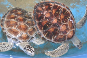 Turtle Farm Hikkaduwa Bentota