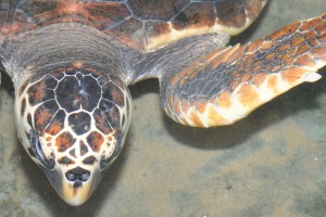 Turtles at Turtlefarm Sri Lanka