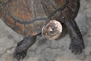 Turtles at Turtlefarm Sri Lanka