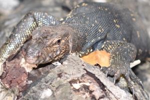 Reptile Bentota River Sri Lanka